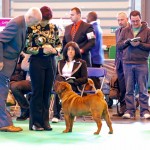 Dixie at Crufts 2010