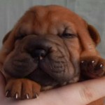 Shar Pei Puppies