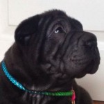 Shar Pei Puppies
