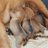 Shar Pei Puppies born 25 October 2015