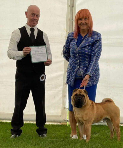 Shar-Pei-Tarquin