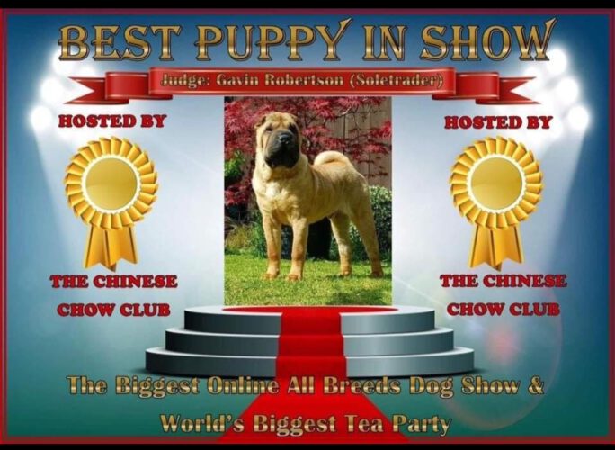 Shar Pei Best Puppy in Show