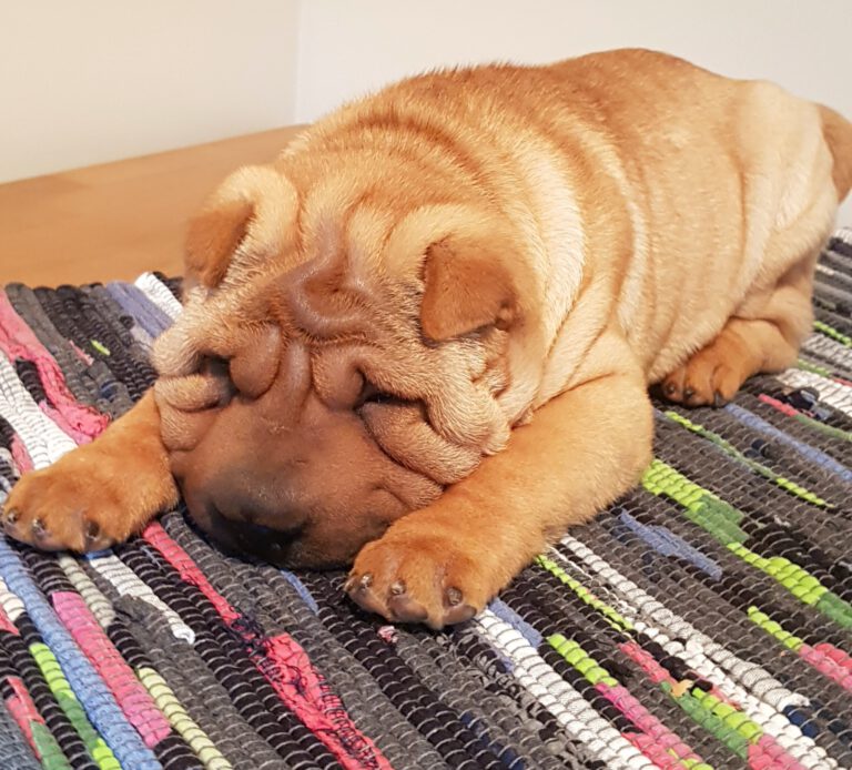 Puppies born July 2020
