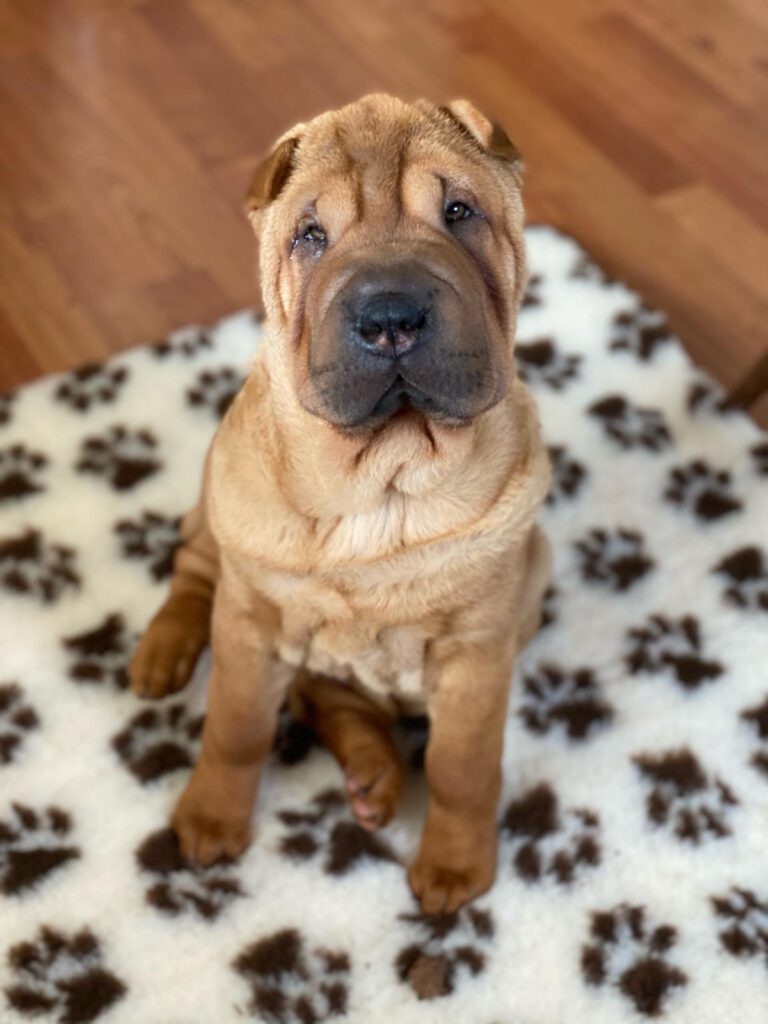 Toastie & Tarquin Puppies 2020
