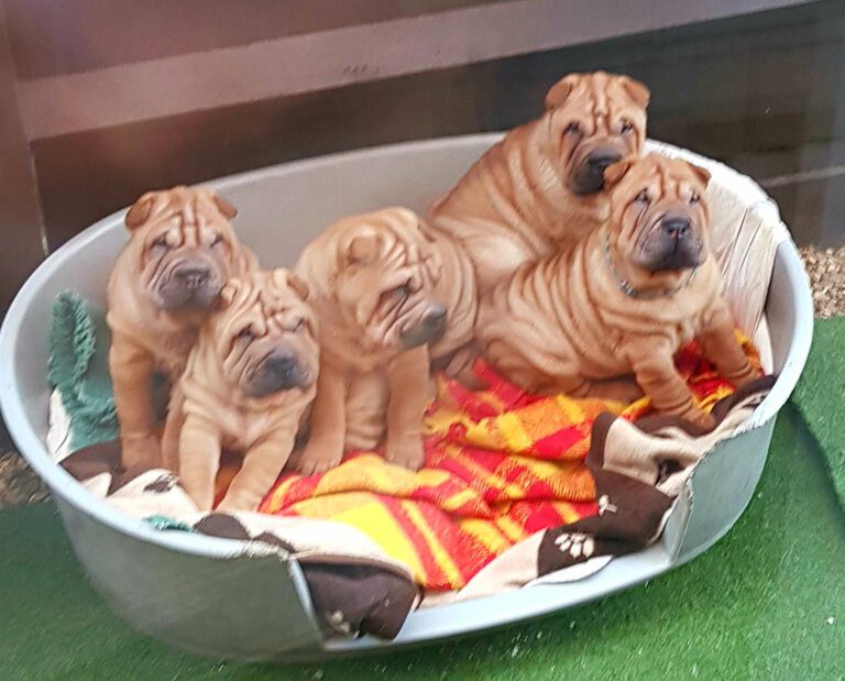 Crumbs & Tarquin Puppies 2020