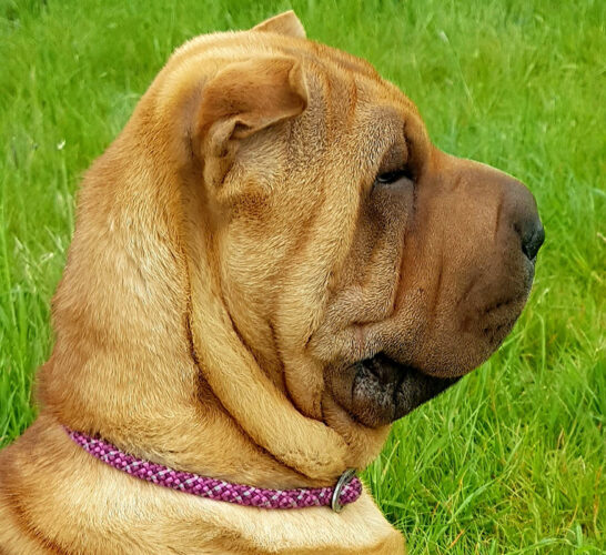 Witchgait Show Us Ya Baps - Sharpei