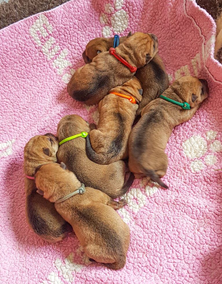 Shar Pei Puppies