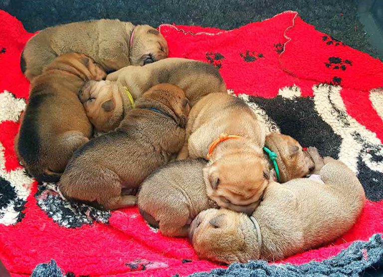 Shar Pe Puppies