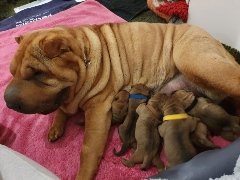 The Puppies have arrived!