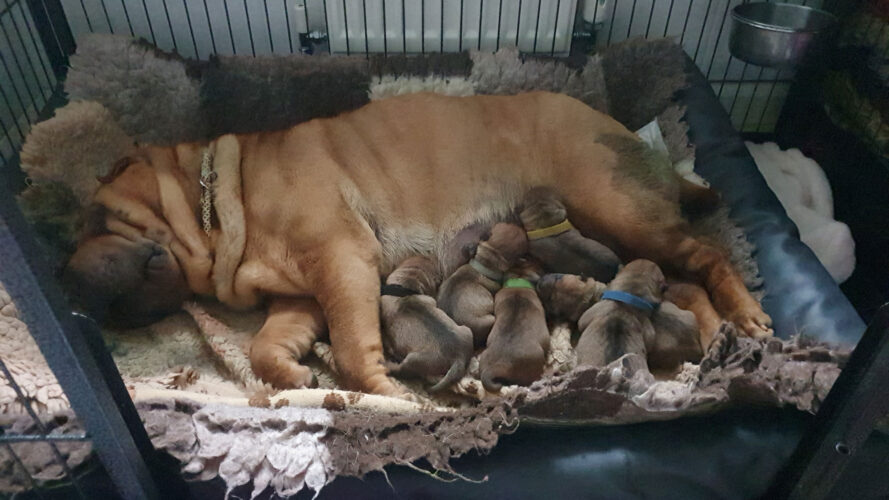 Witchgait Shar Pei Puppies