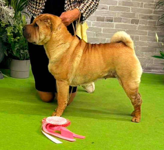 Shar-Pe-Preeya
