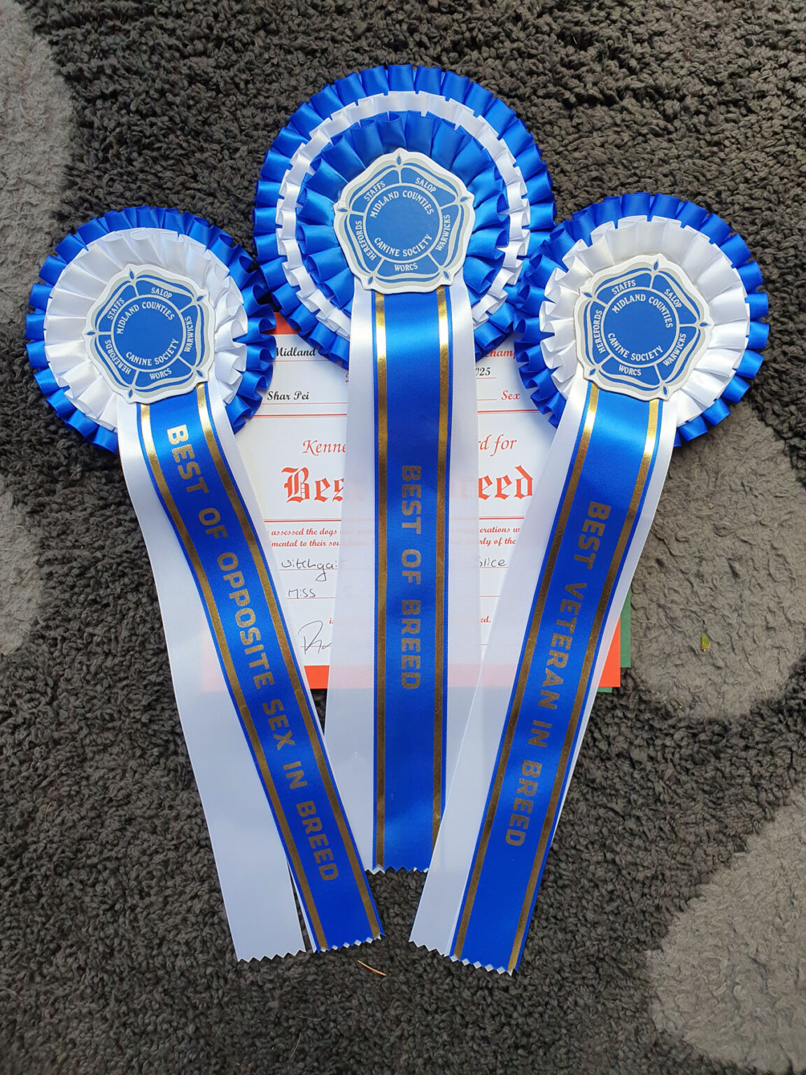 Rosettes we won at Midland Counties