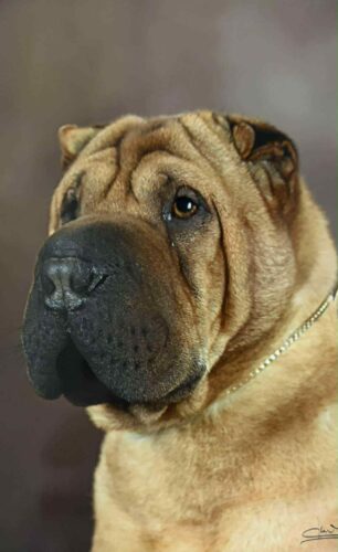 Ivan