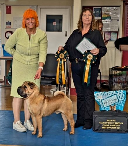 Shar Pei Tarquin RBIS