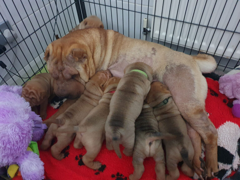 Puppies born 22 November 2025